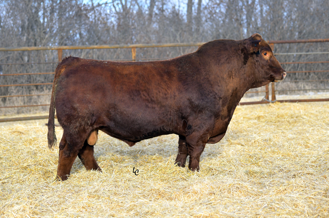 CDI Ambition - Sire