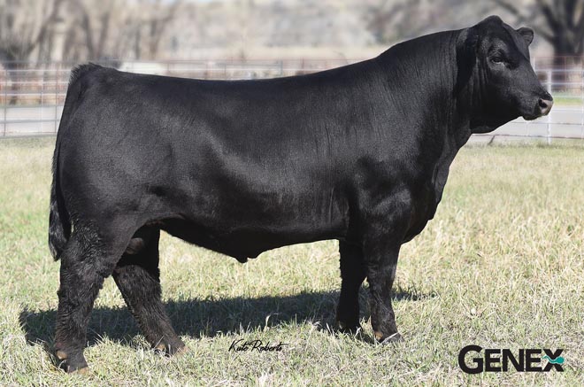 CDI Mainline - Sire